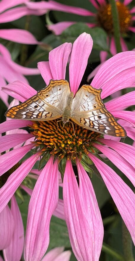 Butterfly resting/eating